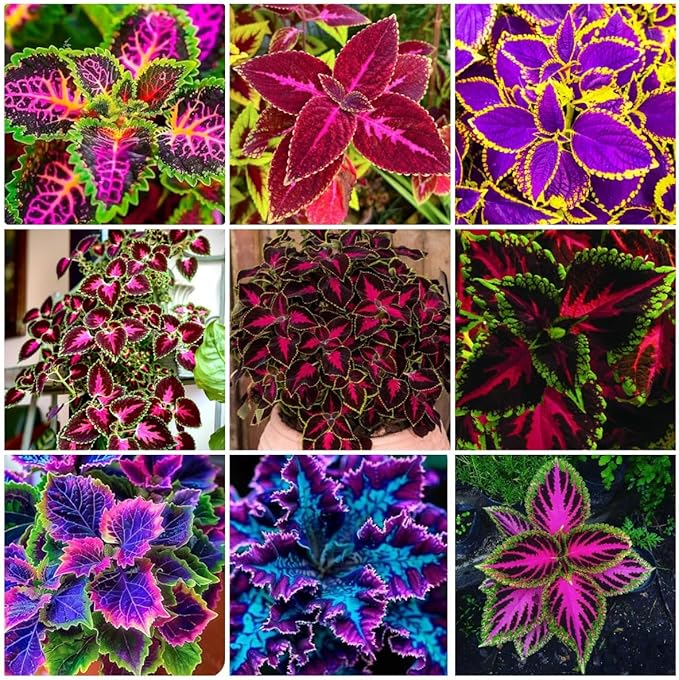 150 Coleus Seeds - Rainbow Mix, Annual & Easy-Grow, Indoor & Outdoor Use, Compact Plants with Multi-Colored Foliage, Ideal for Gardens, Containers & Shaded Areas
