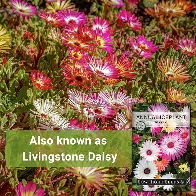 Sow Right Seeds - Ice Plant Flower Seeds for Planting - Non-Invasive Livingstone Daisy, Succulent Like Leaves - Beautiful Flowers to Plant in Your Garden - Non-GMO Heirloom Packet (1)