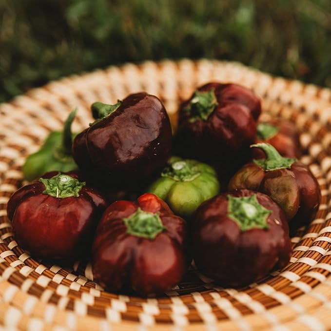 Chocolate Mini Bell Pepper - 25 Seeds - Heirloom Snacking Pepper, Small Chocolate Bell Peppers, Non-GMO, Heirloom Mini Bell Pepper Seeds for Planting in The Home Garden, Thresh Seed Company
