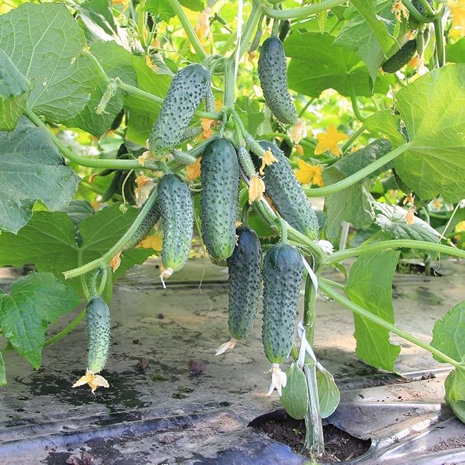 40+ Seeds Cucumber Bush Gift - Vegetable Open-Pollinated
