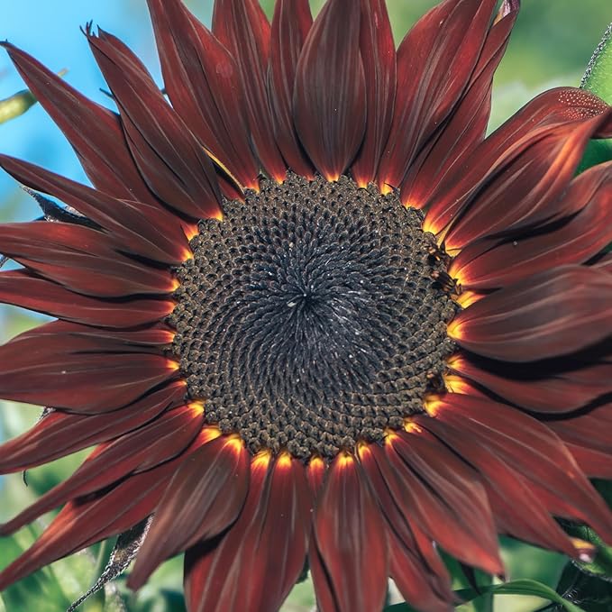 Groundio Chocolate Cherry Sunflower Seeds for Planting, 86+ Helianthus Annuus Seeds, 6-8ft Giant Non-GMO Burgundy Black Flower for Your Garden
