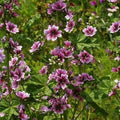 500+ Malva Seeds for Planting, Perennial Purple Malva Sylvestris Seed, Non-GMO Heirloom Mallow Flower Seeds for Home Garden Outdoor