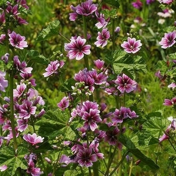 500+ Malva Seeds for Planting, Perennial Purple Malva Sylvestris Seed, Non-GMO Heirloom Mallow Flower Seeds for Home Garden Outdoor