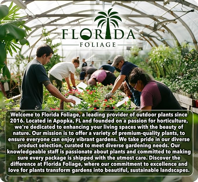 St. Augustine Palmetto | 9 Live Extra Large Grass Plugs | Drought, Salt & Shade Tolerant Turf Sod