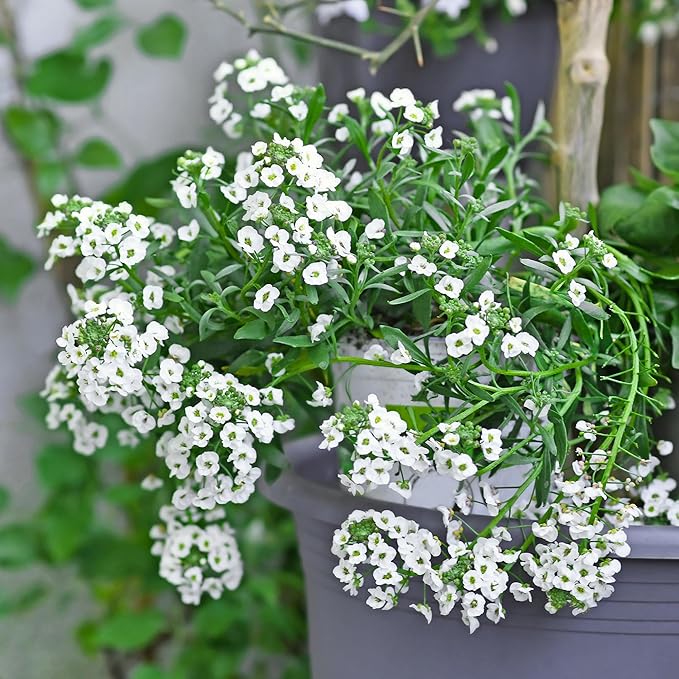Back to The Roots 100% Organic Seed Packet - Alyssum 'White' 100mg
