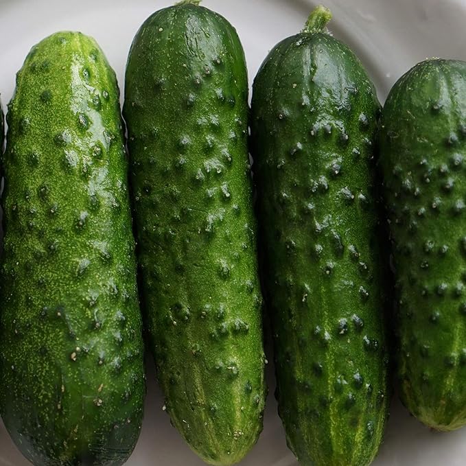 Cucumber Seeds - Calypso F1-1 Lb ~15,200 Seeds - Cucumis sativus - Farm & Garden Vegetable Seeds - Non-GMO, Hybrid, Annual