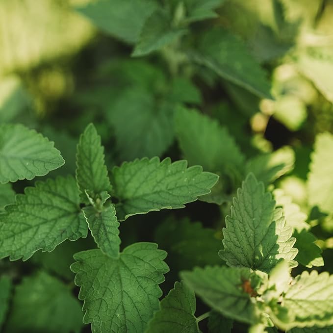 Catnip - 250 Seeds - Heirloom & Open-Pollinated Variety, Non-GMO Herb Seeds for Planting Indoors or Outdoors in Containers/Aerogarden/Home Garden, Thresh Seed Company