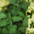 Catnip - 250 Seeds - Heirloom & Open-Pollinated Variety, Non-GMO Herb Seeds for Planting Indoors or Outdoors in Containers/Aerogarden/Home Garden, Thresh Seed Company