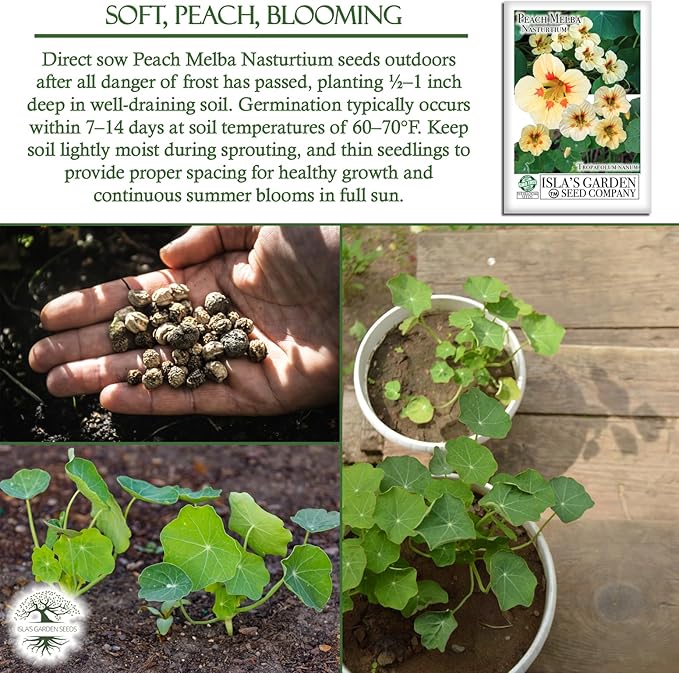 Peach Melba Dwarf Nasturtium Seeds (Tropaeolum nanum) – 30+ Heirloom Non-GMO Seeds by Isla’s Garden Seeds, Compact Edible Flower, Cream Peach Blooms with Red Centers, Container Friendly, Fast Growing