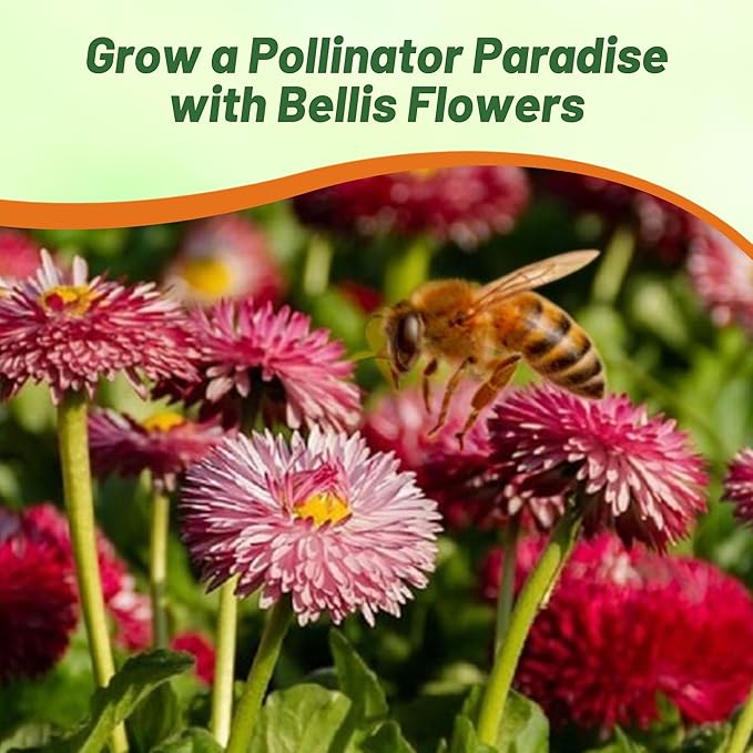 Outsidepride Mix Bellis English Daisy Seeds for Planting - 5000 Pcs Biennial, Self-Seeding, Compact Flower Seeds with Button-Like Blooms, Ideal for Container Arrangements, Beds & Garden Borders