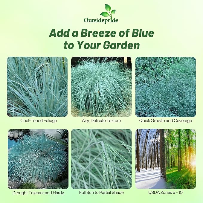 Outsidepride 500 Seeds Perennial Eragrostis Elliotii Blue Eros Ornamental Love Grass Seed for Planting