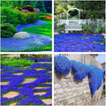 Creeping Thyme Seeds for Planting - 21000+ Blue Creeping Thyme Seeds Non-GMO Perennial Flower Seeds Ground Cover Plant Landscaping, Easy to Grow