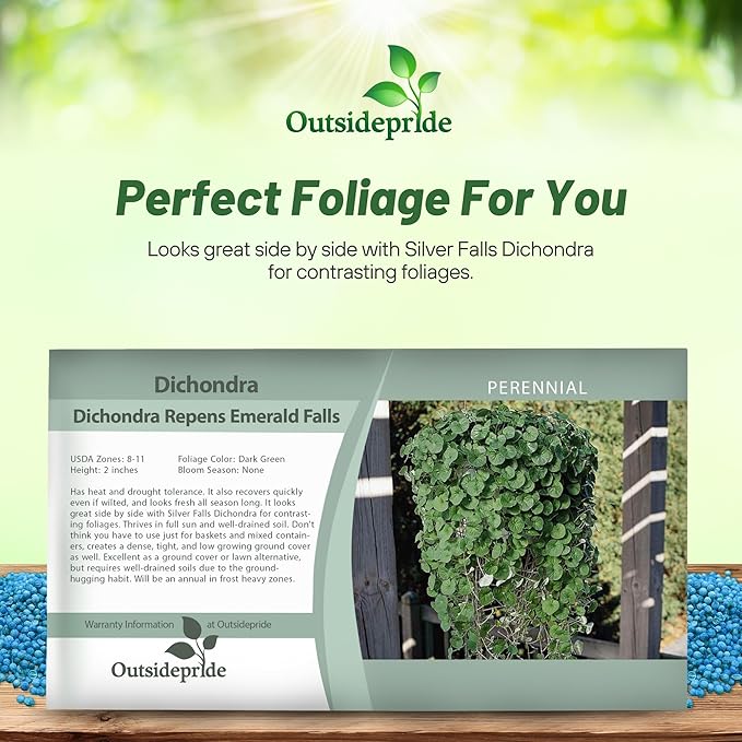 Outsidepride Perennial Dichondra Emerald Falls Seed - 15 Pcs Drought & Heat Tolerant, Low-Growing, Ground Cover Seeds for Planting Lush Green Ground Cover for Gardens, Pathways & Container Planting