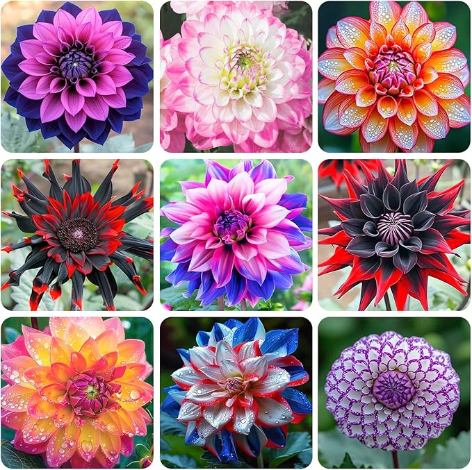 320+ Annual Mix Dahlia Seeds to Plant - Rare Non-GMO Dahlia Seeds, Beautiful Outdoor Flowers