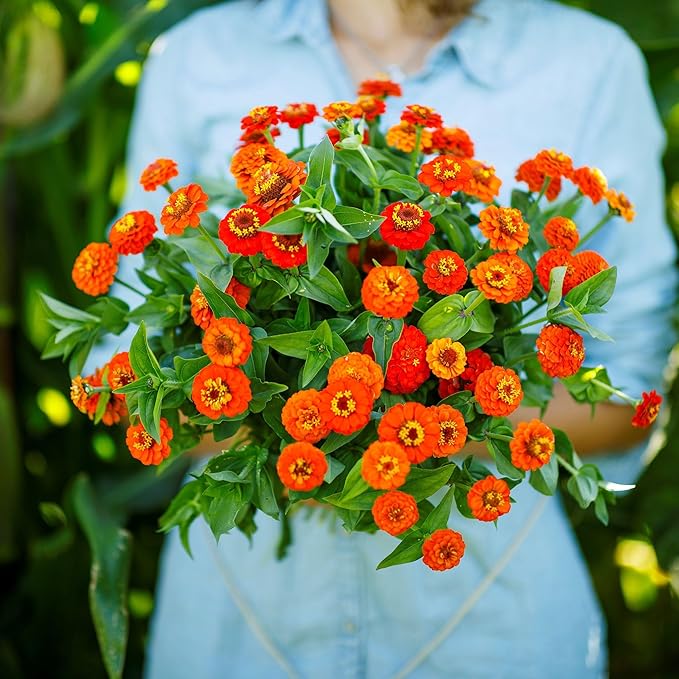 Eden Brothers Zinnia Seeds - Lilliput Orange, Non-GMO Seeds for Planting, Packet | Low-Maintenance Flower Seeds, Plant During Spring, Zones 3, 4, 5, 6, 7, 8, 9, 10