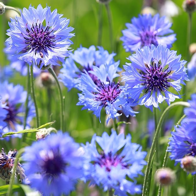 Seed Needs Cornflower Seeds for Planting Dwarf Blue Bachelor's Button Wildflowers - Heirloom & Open Pollinated Flowers to Plant and Grow an Outdoor Home Grown Butterfly Garden (2 Packs)