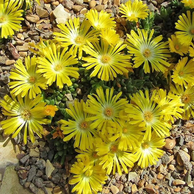 6000+ Mix Ice Plant Seeds for Planting - Non GMO & Heirloom Carpet Ground Cover Flower Seeds Garden Outdoor