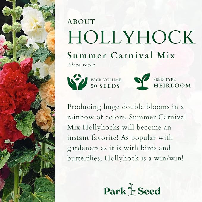 Park Seed Summer Carnival Hollyhock Flower Seeds – Vibrant Double Blooms, Tall Garden Borders, Long-Blooming Annual, AAS Award-Winning Variety, Easy to Grow in Full Sun – Pack of 50