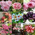Desert Rose Seed for Planting, 100 Mixed Adenium Somalense Seeds, Shrub Flower Plants, Non-GMO Heirloom Desert Rose for Garden Outdoor