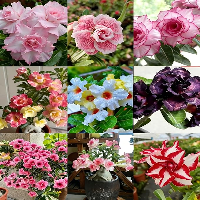 Desert Rose Seed for Planting, 100 Mixed Adenium Somalense Seeds, Shrub Flower Plants, Non-GMO Heirloom Desert Rose for Garden Outdoor