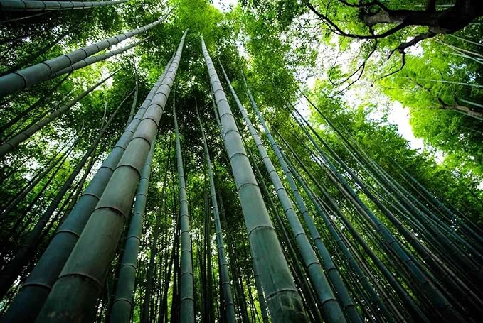 Giant Bamboo Seeds for Planting 100+ Seeds Grow Giant Bamboo Privacy Screen Good for Environment