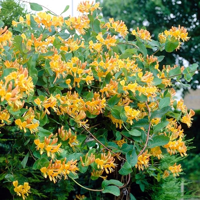 300+ Honeysuckle Seeds for Planting Honeysuckle Vine,Honeysuckle Flower for Growing Seeds in The Garden Home Outdoor