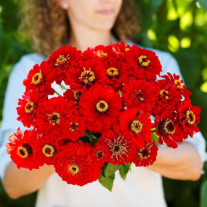 Eden Brothers Zinnia Seeds - Will Rogers, Non-GMO Seeds for Planting, 1 oz | Low-Maintenance Flower Seeds, Plant During Spring, Zones 3, 4, 5, 6, 7, 8, 9, 10