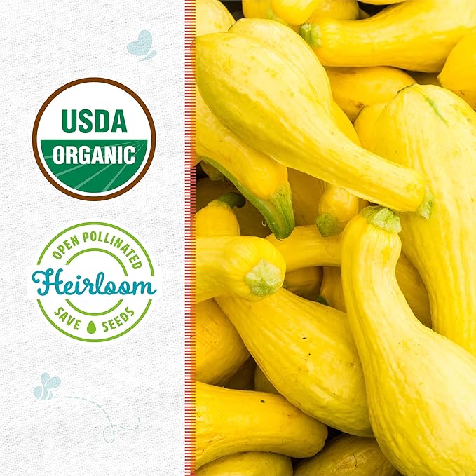 Back to The Roots 100% Organic Seed Packet - Squash 'Crookneck' 2g