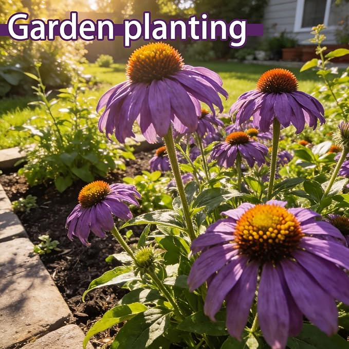 Purple Coneflower Seeds (Echinacea purpurea), Hardy Native Perennial Flowers, Long Flowering Period, Great for Making Cut Flowers, Borders Prairie Garden Planting, Pack of 600 Seeds