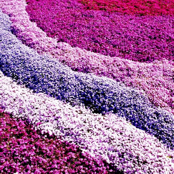 1000pcs Purple Creeping Thyme Seeds Ground Cover, Thyme Seeds for Planting Outdoors,Perennial Thymus Serpyllum Seed Flower Non-GMO Heirloom for Garden Home