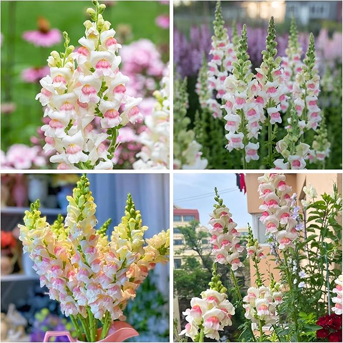 5000+ Mix Snapdragon Flower Seeds for Planting, Beautiful Flowers to Plant in Your Garden; Non-GMO Heirloom Seeds; Wonderful Gardening Gifts