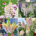 5000+ Mix Snapdragon Flower Seeds for Planting, Beautiful Flowers to Plant in Your Garden; Non-GMO Heirloom Seeds; Wonderful Gardening Gifts