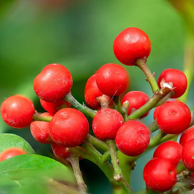 Outsidepride Wintergreen Seeds - 500 Pcs. Perennial, Cold-Tolerant & Low Maintenance, Ground Cover Seeds for Planting Sweet, White Bell-Shaped Blooms for Versatile Uses & Pollinator Gardens