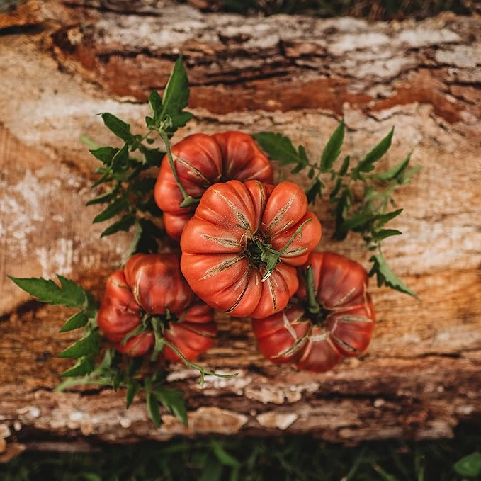 Noire de Coseboeuf Scalloped Purple Tomato - 50 Seeds - Heirloom Tomato Variety, Non-GMO Vegetable Seeds for Planting in The Home Garden, Thresh Seed Company