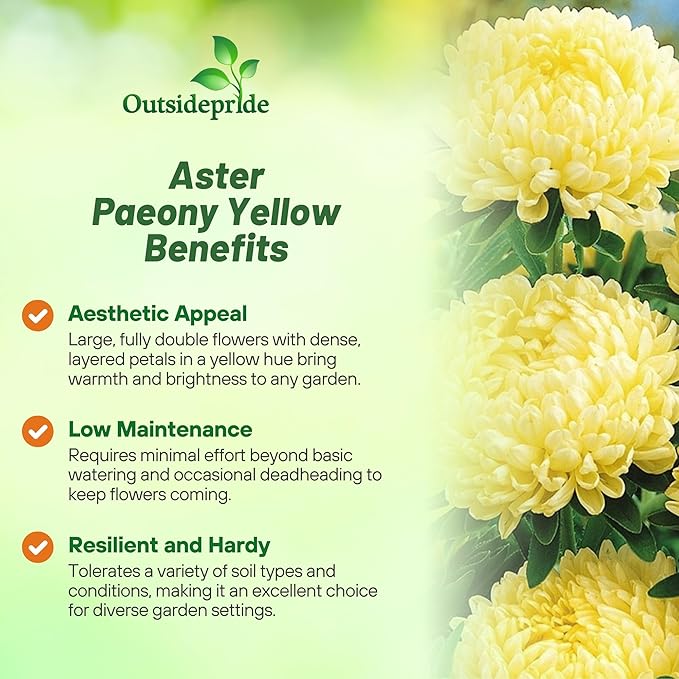 Outsidepride Paeony Aster Seeds - 1,000 Pcs Annual, Hardy & Pollinator Friendly Flower Seeds for Planting Vibrant Double Incurved Yellow Petals, Ideal for Meadows & Aesthetic Gardens
