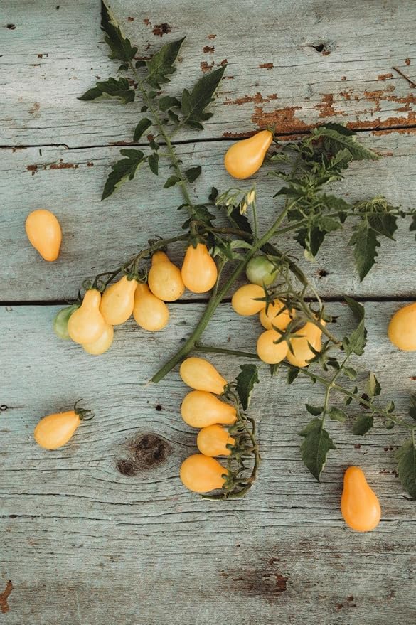 Beam's Yellow Pear Tomato - 50 Seeds - Unique Yellow Cherry Tomato Variety, Non-GMO Heirloom Cherry Tomato Seeds for Planting in The Home Garden, Thresh Seed Company