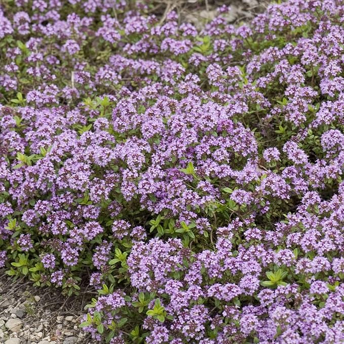 20000+ Creeping Thyme Seeds Ground Cover Plant, Perennial Thyme Flower Seeds for Planting Outdoor, Low Maintenance, Grown in The USA
