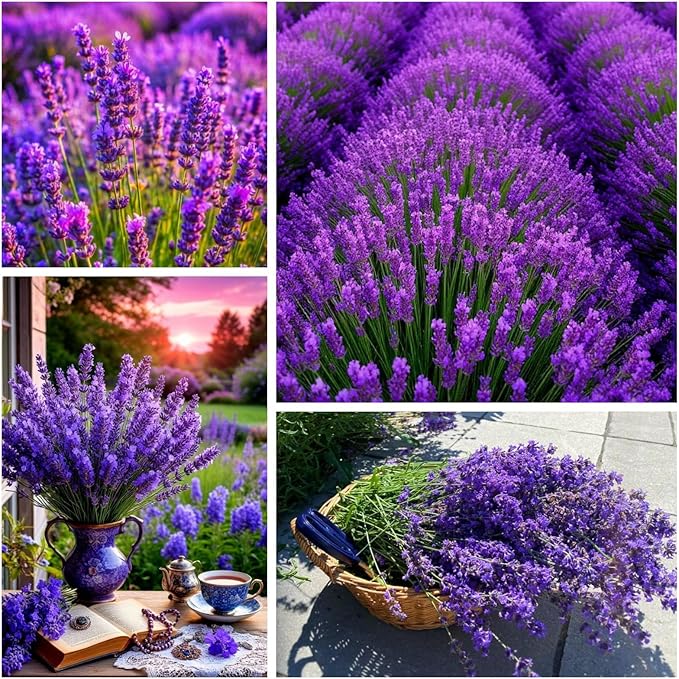 10000+ Lavender Seeds for Planting - Perennial English Lavender Non-GMO Heirloom Seeds Carpet Perennial Flower for Garden Indoor Outdoor