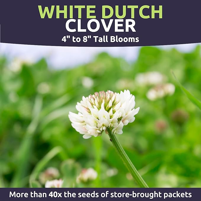 White Dutch Clover - Bulk 1/4 Pound Pouch - 150,000 Flower Seeds for Planting - Trifolium repens