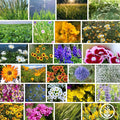 Meadow Mix Wildflower Seeds 1 Lb – 26 Annual & Perennial Varieties for Pollinators—Bee Friendly, Non-GMO, Bulk Sizes – California Poppy, Black-Eyed Susan, Sweet William—Zones 2-9