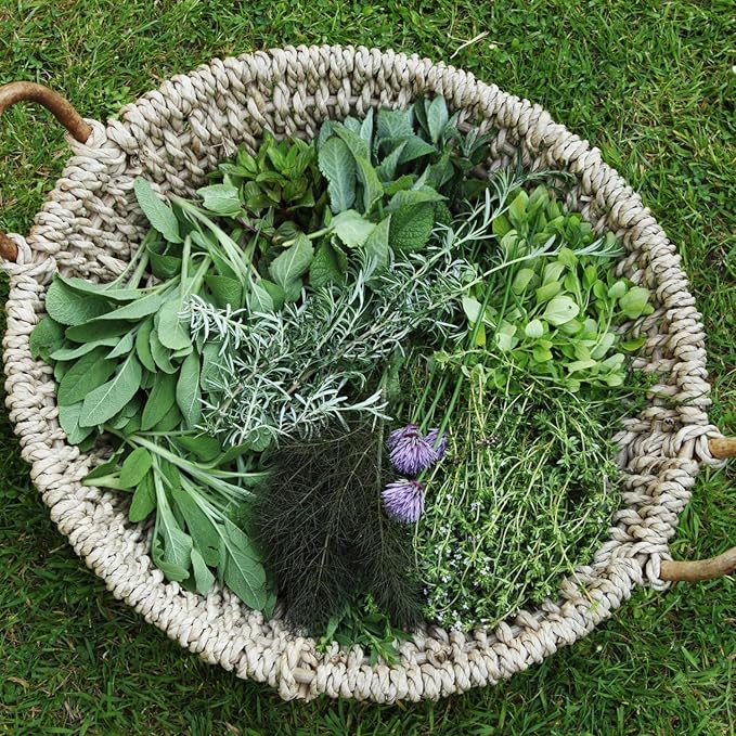 Pack 4 Mix Herb Live Plants, 4-8" Tall Fragrant Lemon Balm, Rosemary, Basil, Oregano and More Varieties Plants Herbs for Garden, Patio and Kitchen Growing, No Pot, Live Herbs Seedlings