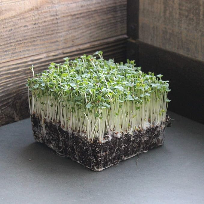 Mesclun Baby Greens Seeds Mix - 1/4 Oz ~6,250 Seeds - A Vibrant Mix of Arugula, Spinach, Swiss Chard, Endive, Kale, Mustard, and Lettuce Seed for Planting