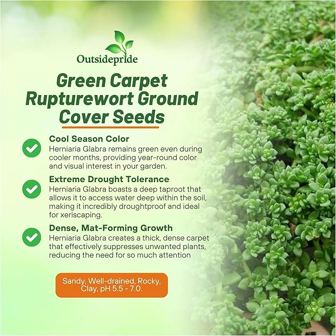 Outsidepride Green Carpet Herniaria Glabra Seeds - 10,000 Pcs Perennial, Drought-Tolerant, Low-Maintenance Ground Cover Seeds for Planting, Hardy Green Carpet for Landscaping & Erosion Control