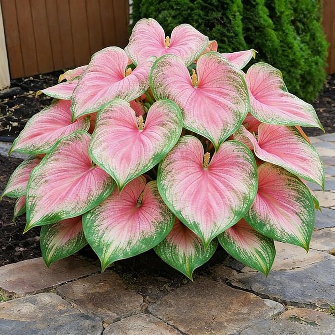 Hosta Seeds for Planting, 150+ Mixed Rare Perennial Hosta Seed, Attract Pollinators, Heirloom Non-GMO Hosta Seeds for Bonsai Decoration, Home Garden