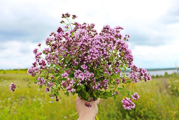 Seeds4planting - Seeds Oregano Heirloom Herbs Non GMO