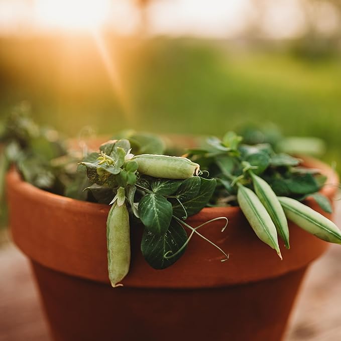 Tom Thumb Dwarf Shelling Pea (Half-Pint) - 25 Seeds - Rare Heirloom Variety, Great for Containers, Non-GMO Vegetable Seeds for Planting Indoors or in The Home Garden, Thresh Seed Company