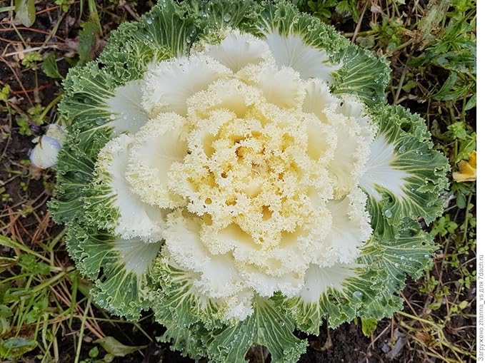 Seeds Flowering Kale Large Leaf Mix Ornamental Cabbage Non GMO Vegetable for Planting