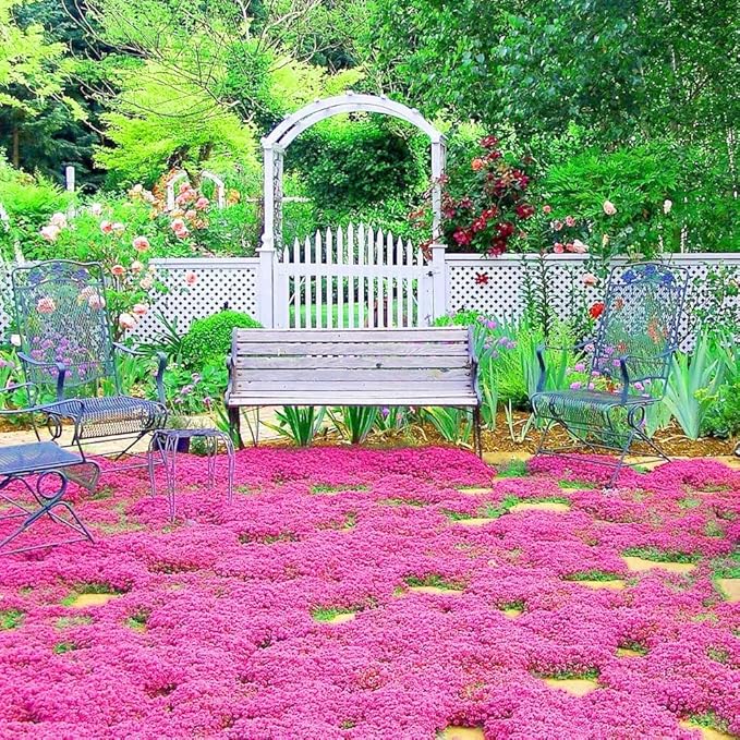 20000+ Red Creeping Thyme Seeds Ground Cover Plant Seeds Perennial- Non-GMO Heirloom Flower Creeping Thyme Seeds for Planting