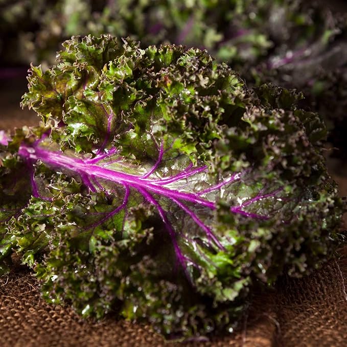 Red Russian Kale Garden Seeds - 2 Gram Packet - Non-GMO, Heirloom Vegetable Gardening & Microgreens Seed