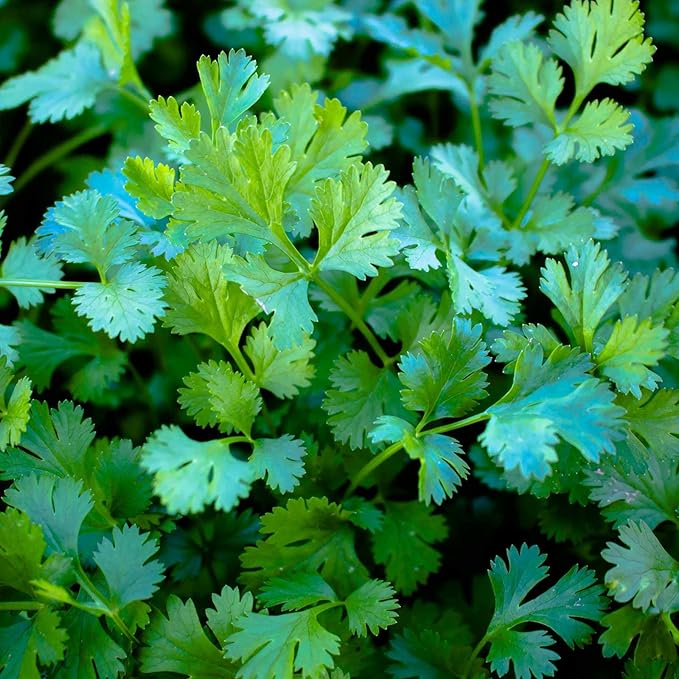 Bulk Slow Bolt Cilantro Seeds – 1 LB – 40,000+ Non-GMO Heirloom Seeds – High-Germination for Microgreens, Herb Gardens & Outdoor Planting – Fresh Coriander Greens for Cooking & Garnishes